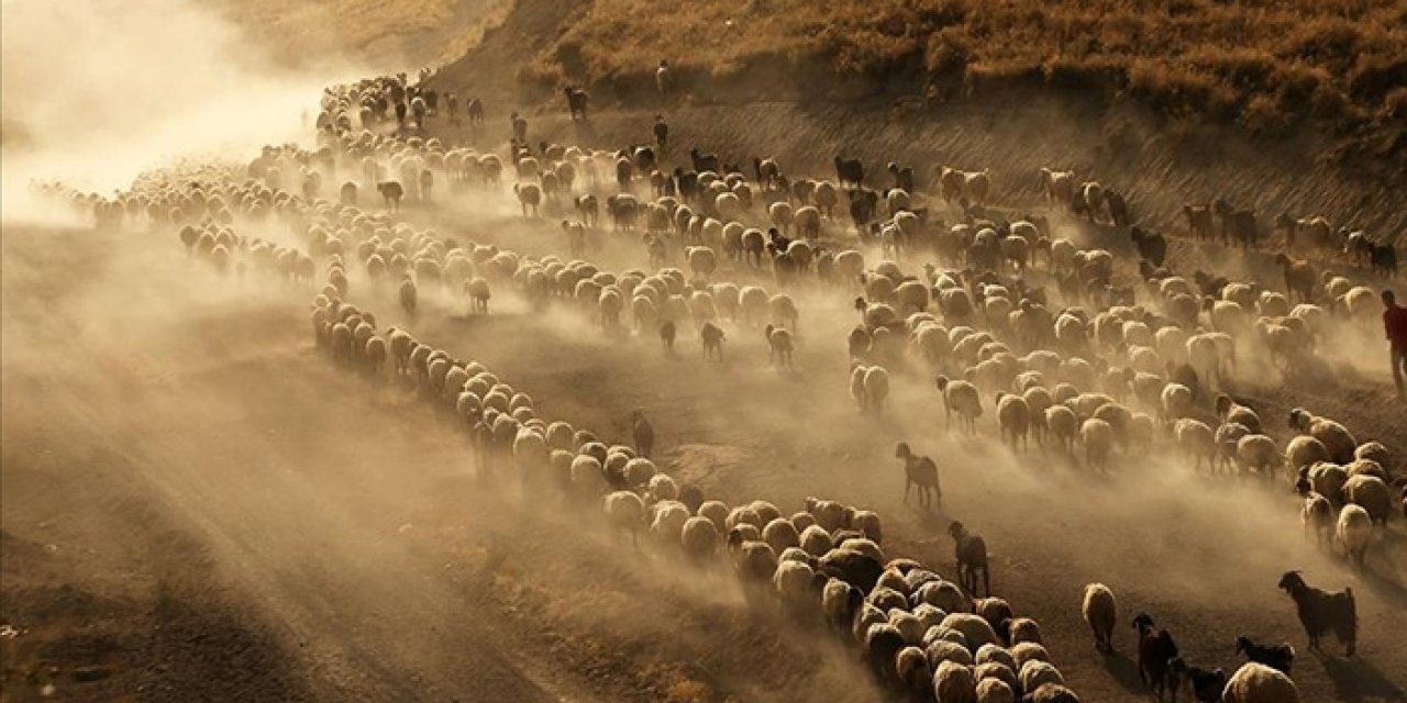 Aşırı sıcaklar hayvancılığı da etkiliyor