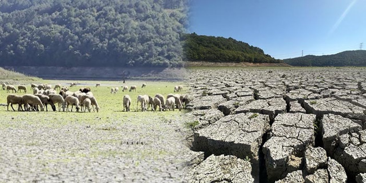 Kuruyan gölde keçiler otluyor: Kuraklık giderek artıyor