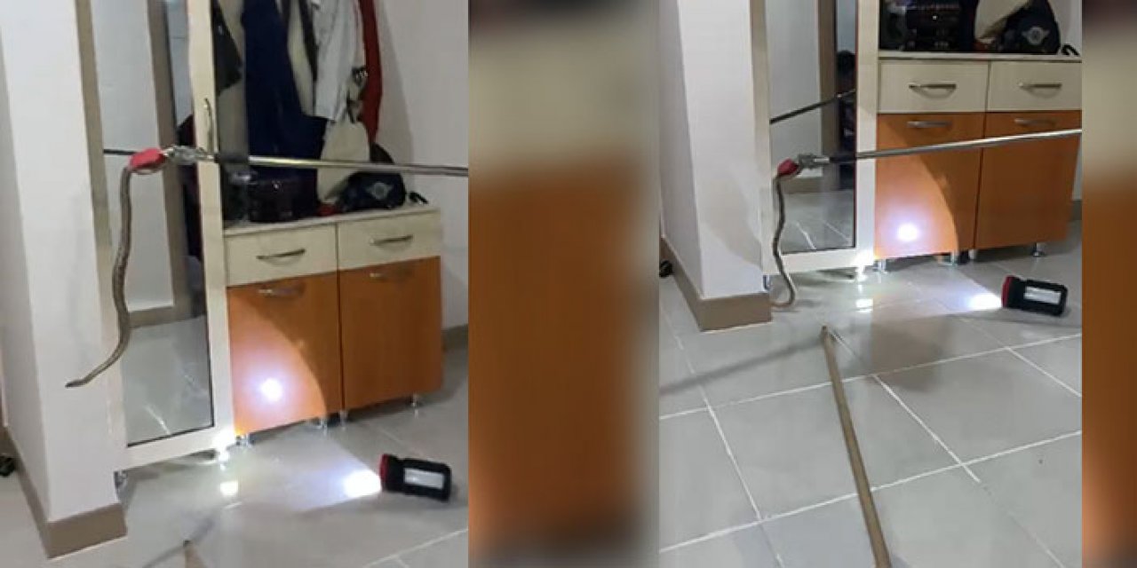 Artvin’de eve yılan girdi!