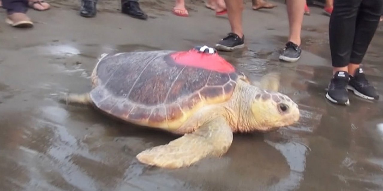 Uydu cihazıyla izlenen "Caretta Caretta Tuba" 25 bin kilometre katetti