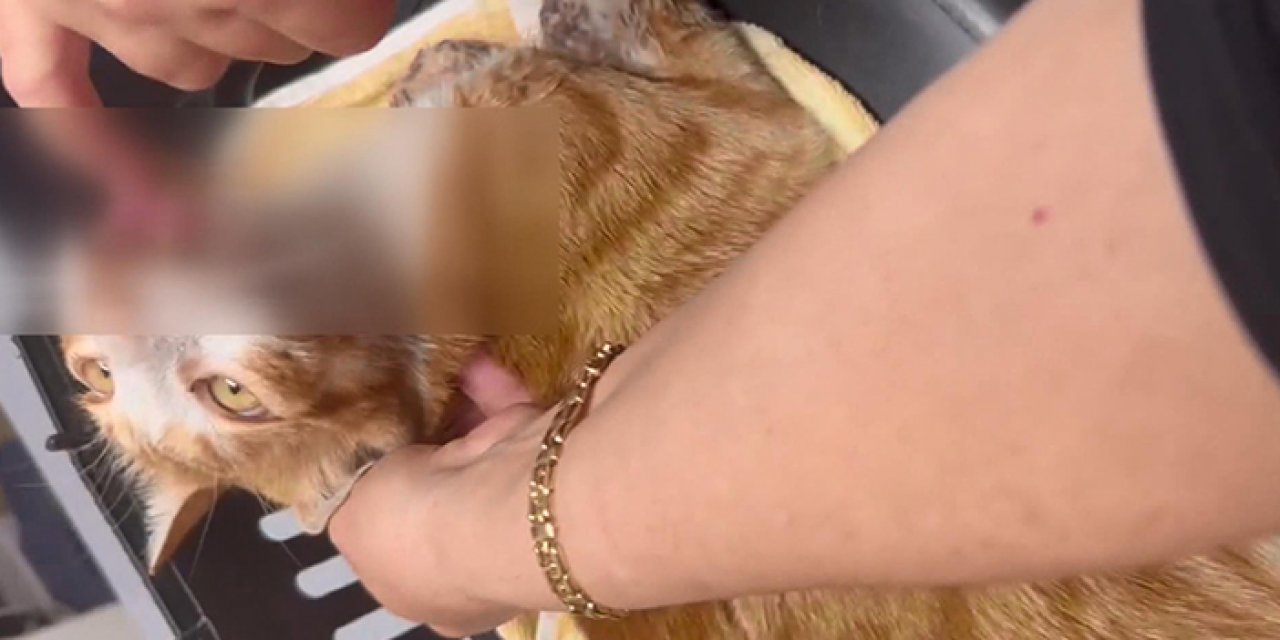 İstanbul’da çenesi kırılmış dili kesilmiş kedi bulundu!