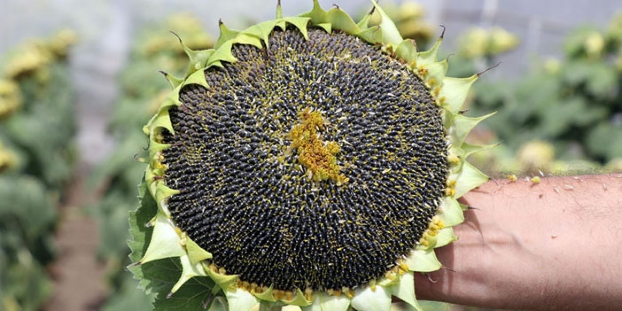 Edirne'de ayçiçeğe güncelleme geldi