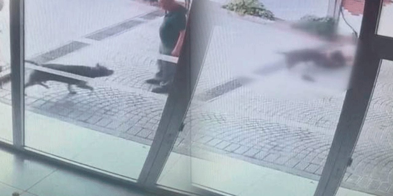 Pitbull saldırısında ağır yaralandı: O anların videosu ortaya çıktı