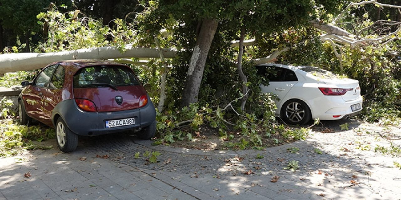 Araçların üstüne çınar ağacının dalları düştü