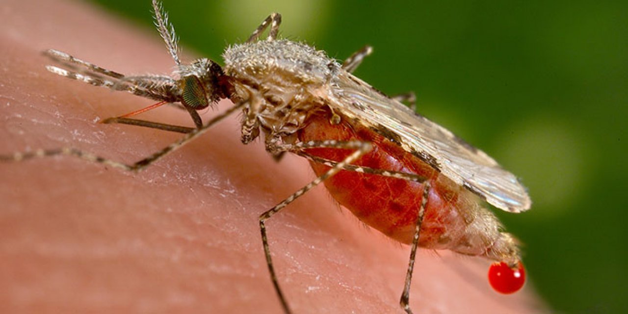 Prof. Dr. Aydın uyardı: Sıtma Covid'den daha tehlikeli