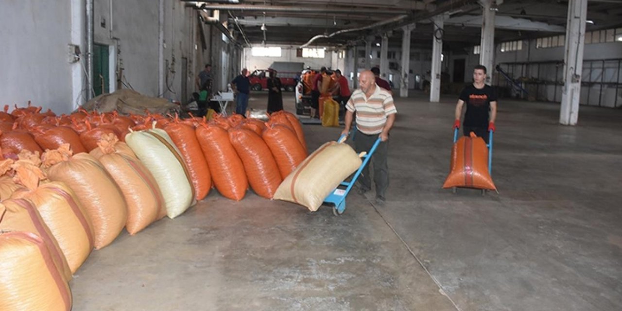 Giresun'da fındık alımı başladı