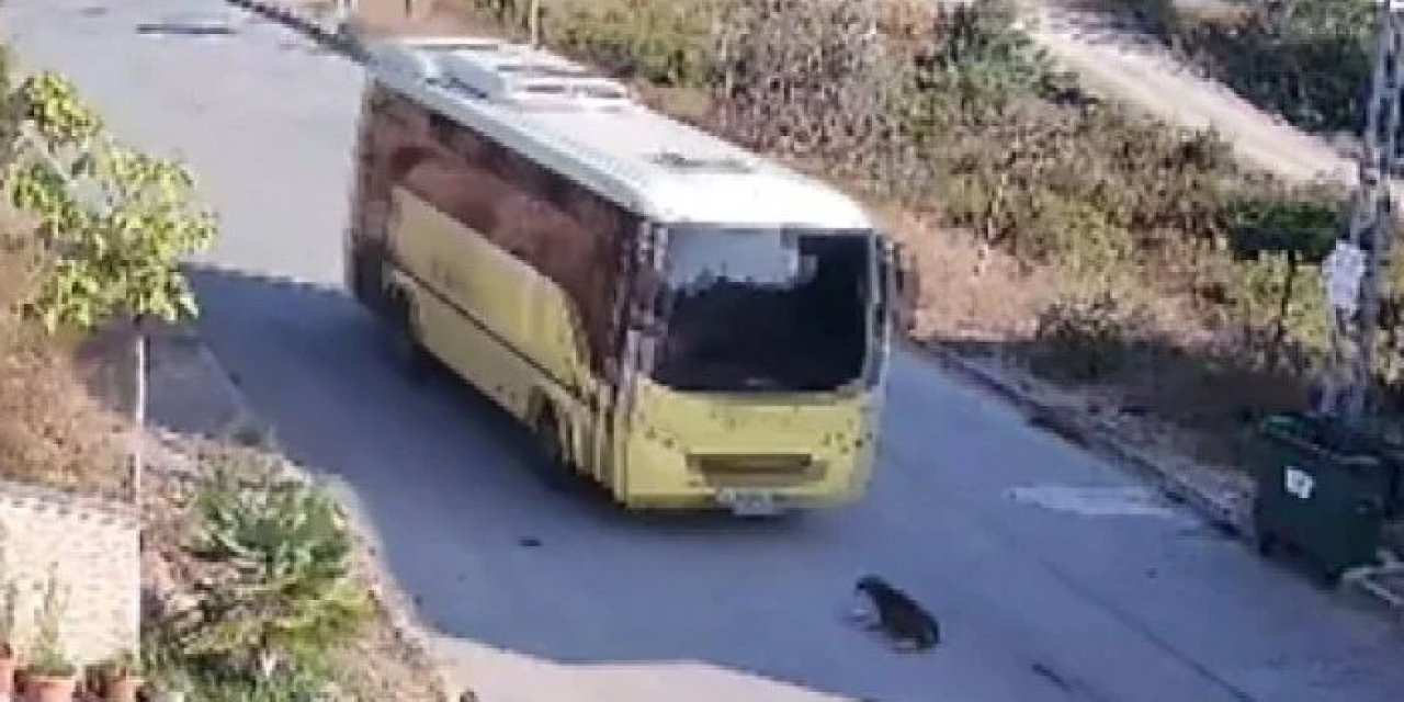 İETT şoförü yerde yatan köpeği ezip kaçtı