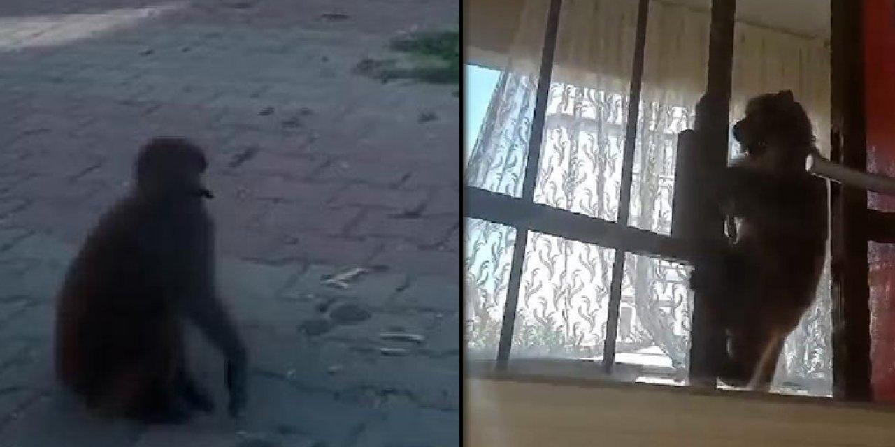 İstanbul'da başıboş gezen maymun 3 kişiyi yaraladı