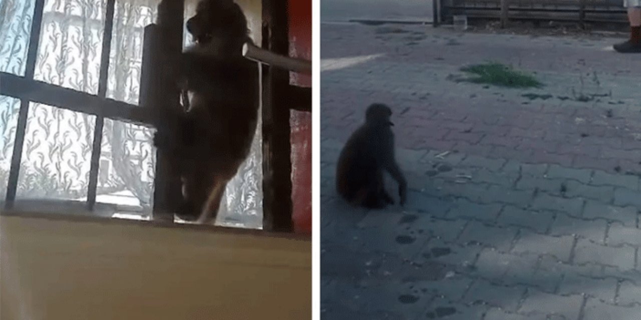 Başıboş maymun dehşet saçtı: 3 kişi yaralandı