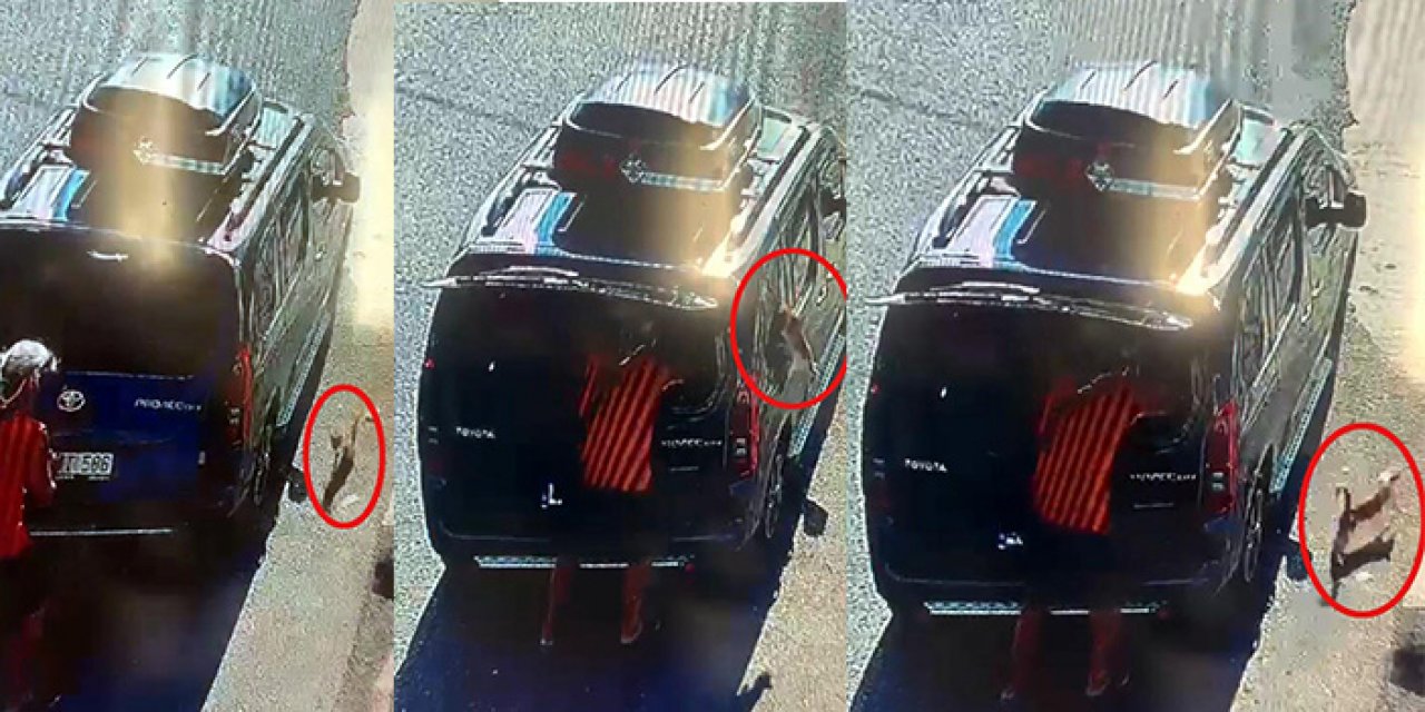 Böylesi görülmedi! Kısırlaştırılmaya götürülen kedi dehşet saçtı