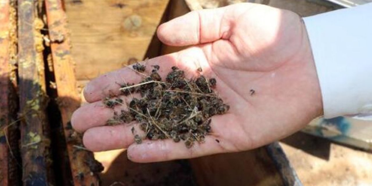 Hava sıcaklıkları arıların ölümüne neden oluyor