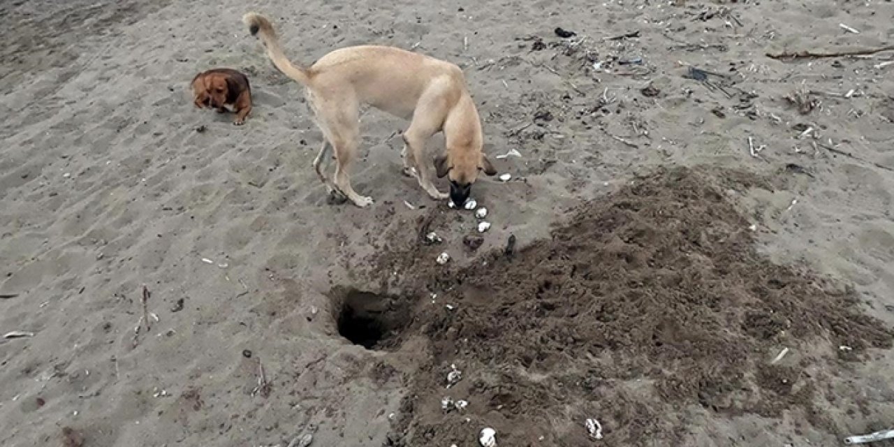 Sahipsiz köpekler sahillerde tehlike oluşturuyor