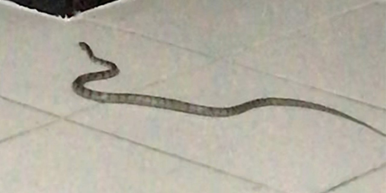 Antalya’da hastaneye yılan girdi!