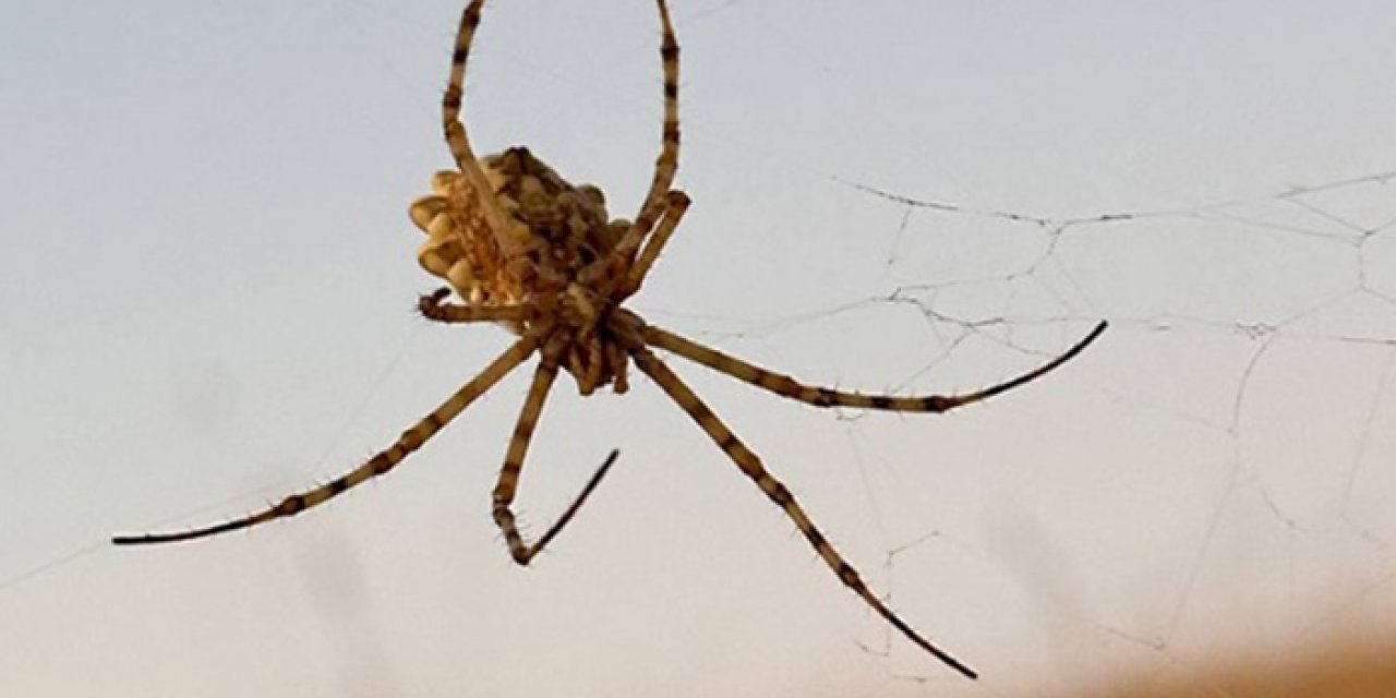 Dünyanın en zehirli örümceklerinden birisi! Kırşehir'de görüldü