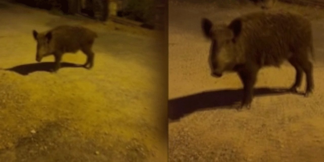 Yaban domuzları şehre indi: Vatandaşlara 'Beslemeyin' uyarısı