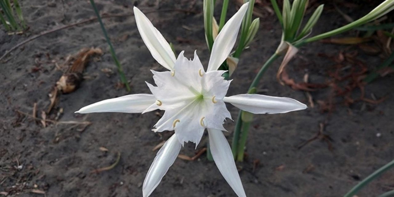 Kum zambakları sahilleri süslüyor