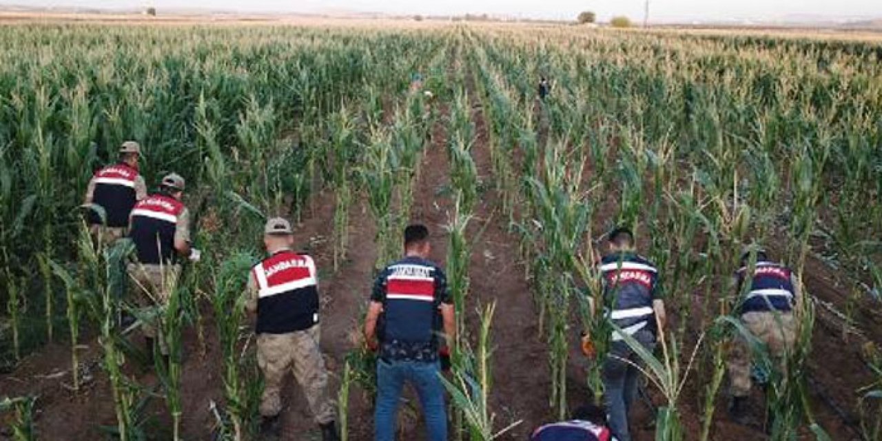 160 bin kök kenevir ele geçirildi