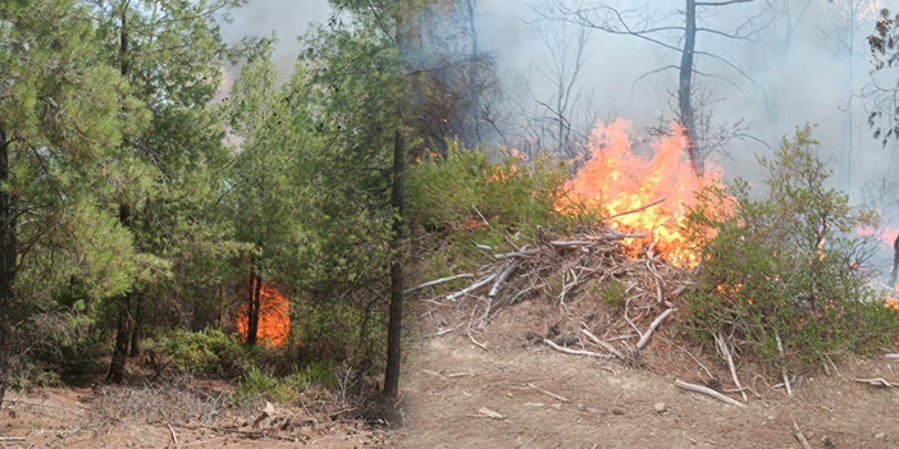 Adana’da 4 dönüm orman küle döndü