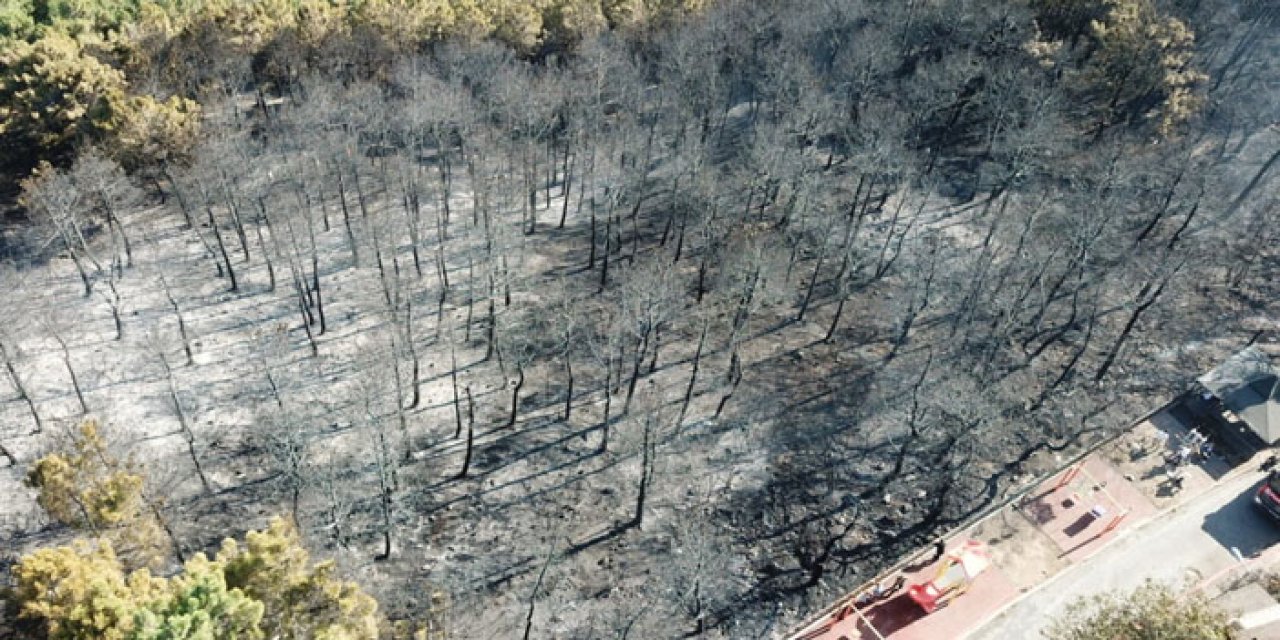 Polis tarafından ormanda görüldüler