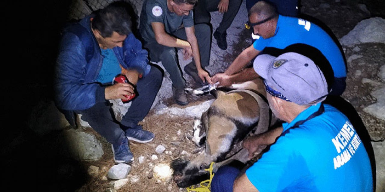 Çenesi kırık yabani dağ keçisi tedavi ediliyor