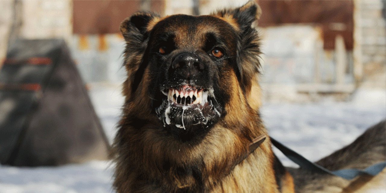 Türkiye 'Köpek kuduzu açısından yüksek riskli ülke' listesine girdi