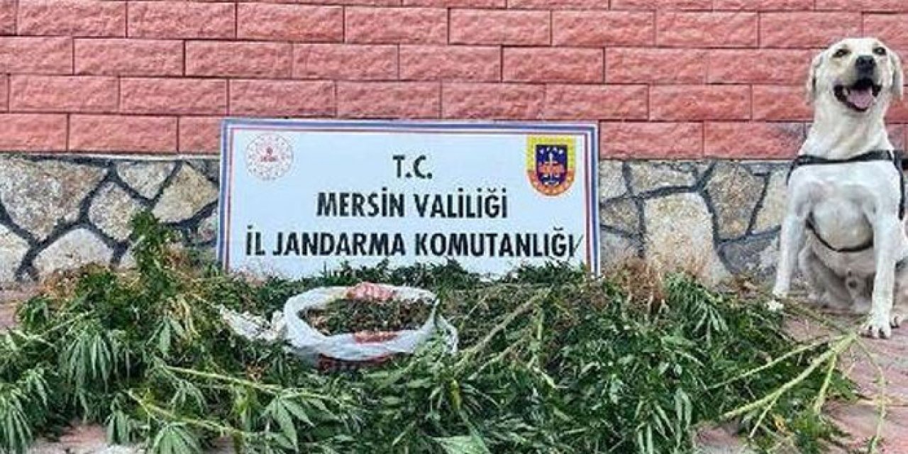 Uyuşturucu operasyonuna 2 gözaltı