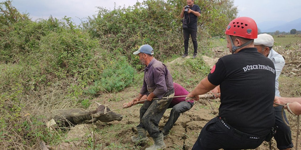 Bataklıkta mahsur kalan 3 büyükbaşı itfaiye kurtardı