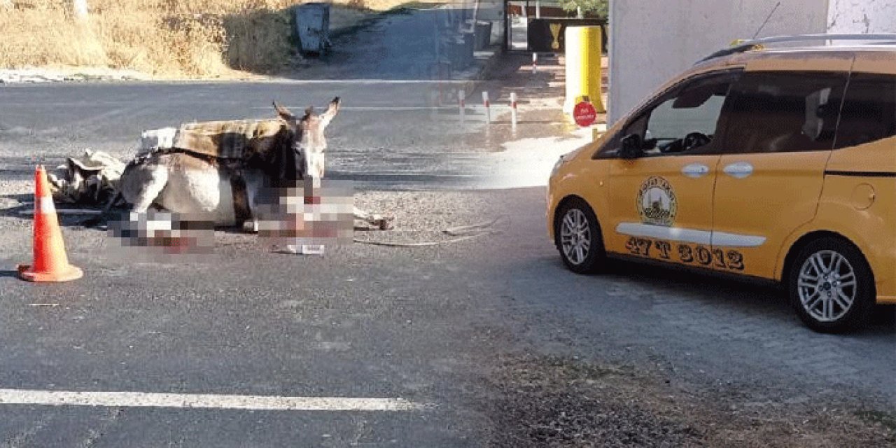 Mardin'de taksi eşeğe çarptı