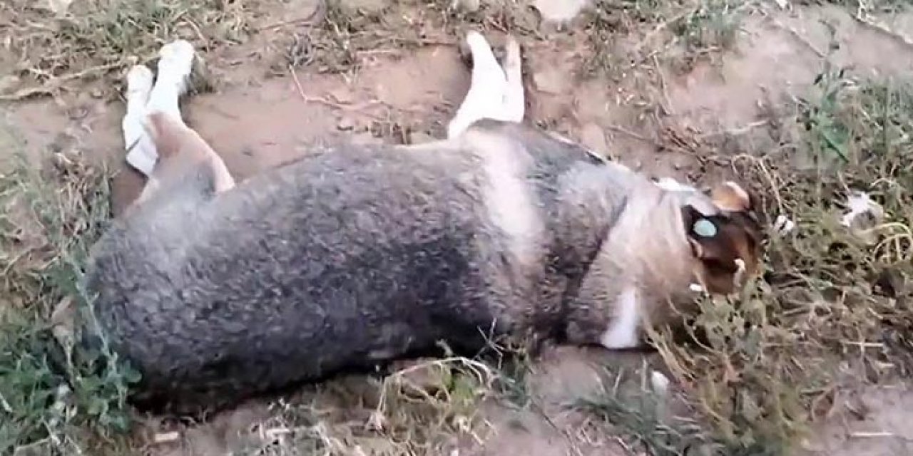 Boş arazideki köpek ölümlerine inceleme