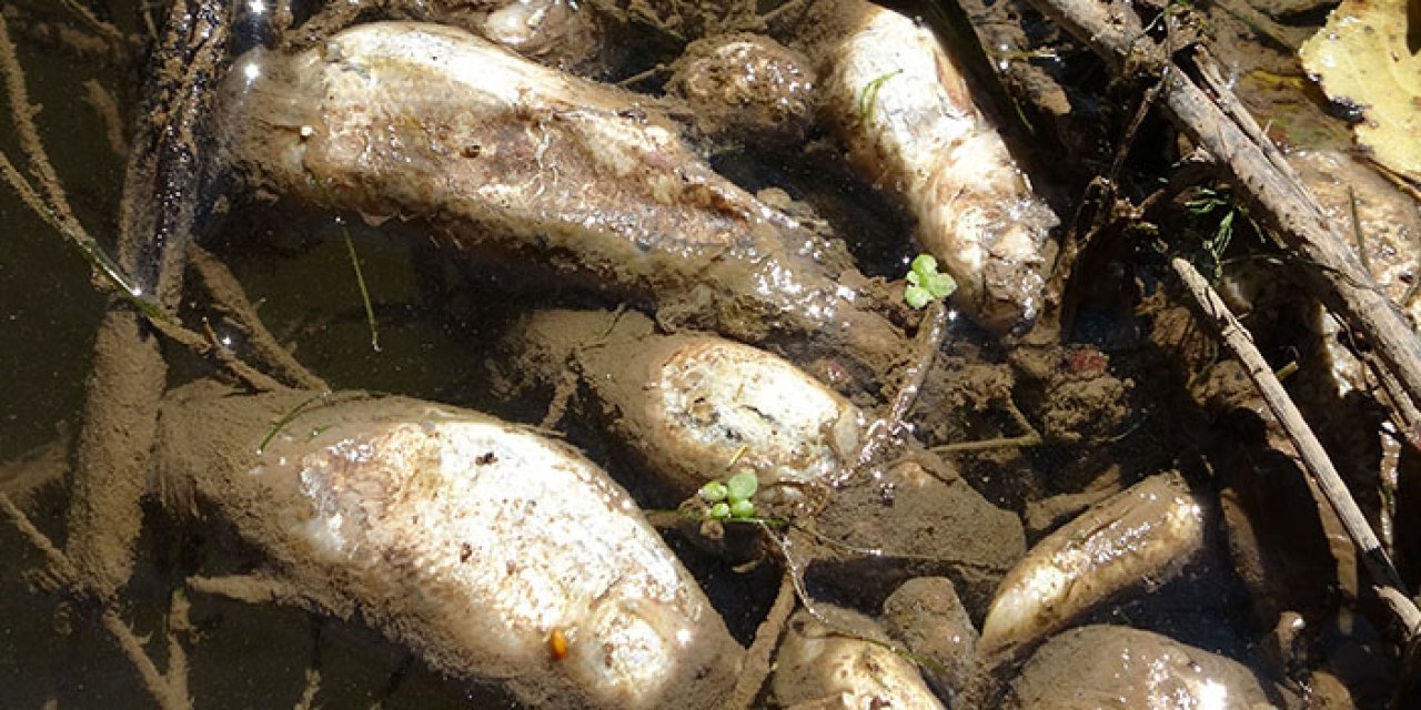 Kızılırmak'ta balık ölümleri her geçen gün artıyor: Mevsimler onları da vurdu!