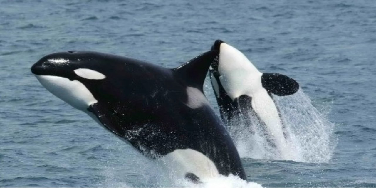 Katil balina menopoza girer mi? Hangi hayvanın dişisi menopoza girer mi?