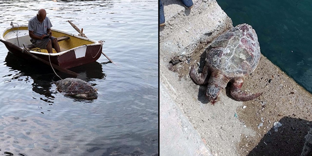 Kıyıya vuran caretta caretta öldü