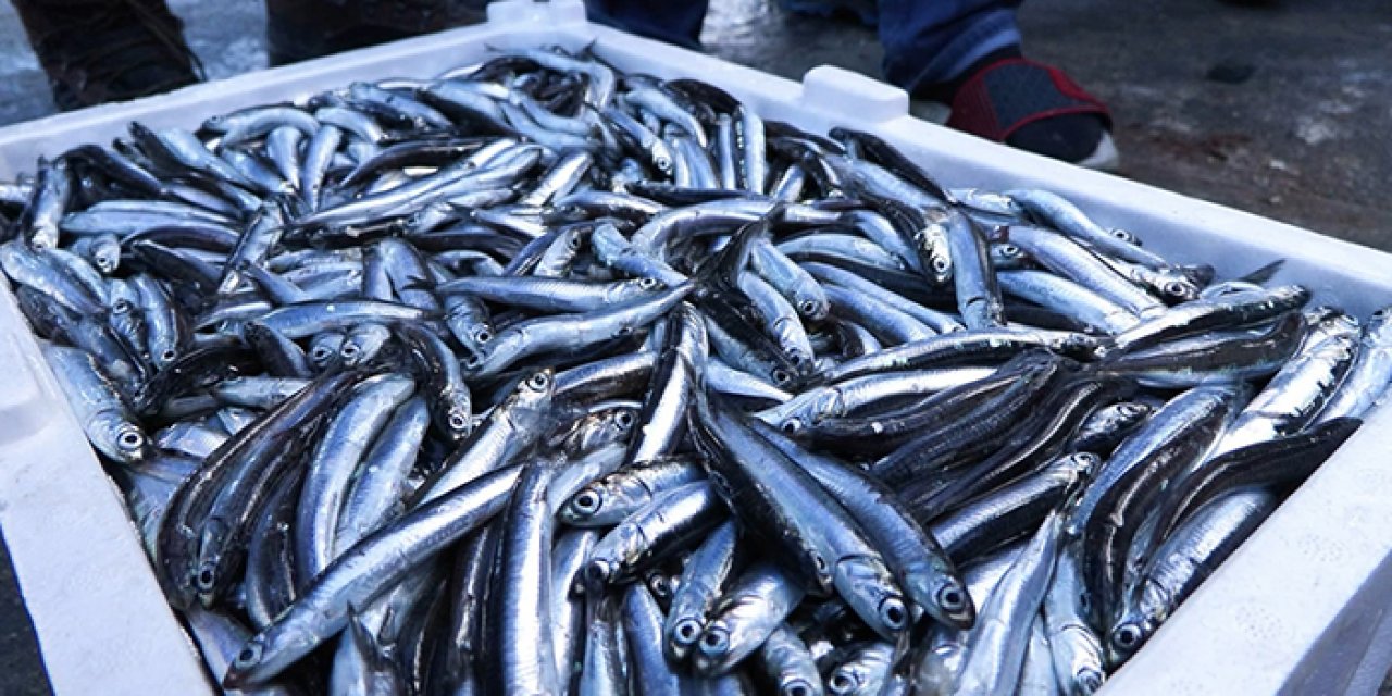Marmara denizinde hamsi bolluğu: Bu yıl sık sık yiyeceğiz