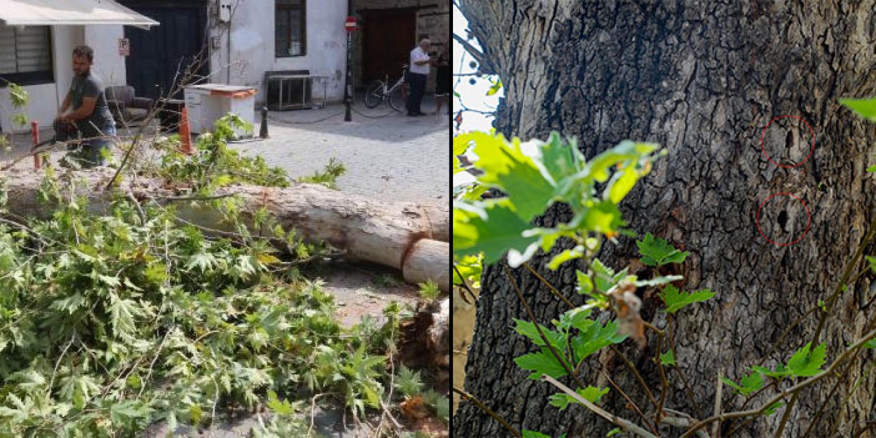 İlk defa 2012 yılında görülmüştü: Böceklerin çürüttüğü ağaç devrildi
