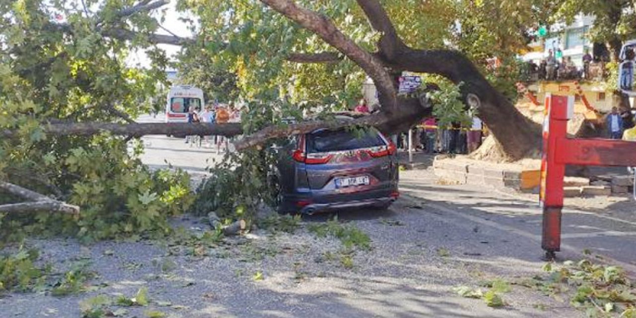 Zonguldak'taaraçta 3 kişi varken üzerine ağaç devrildi