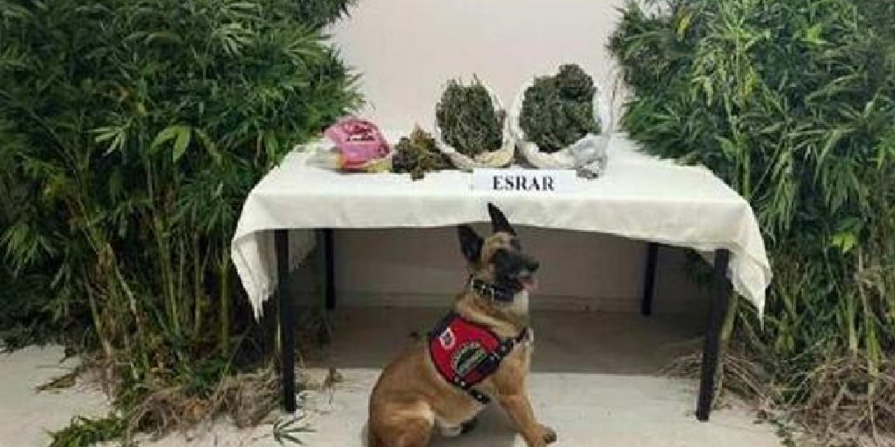 Narkotik köpeği 'Termal' 2 kilo uyuşturucu buldu