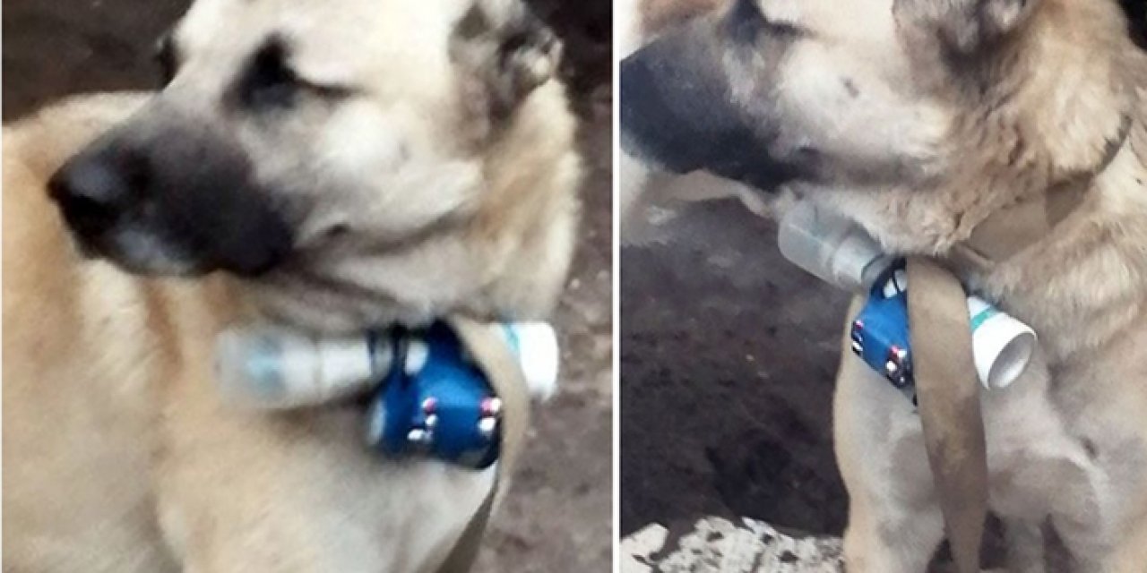 Yasa dışı Ermeni güçlerden bomba taşıyan köpekle saldırı girişimi