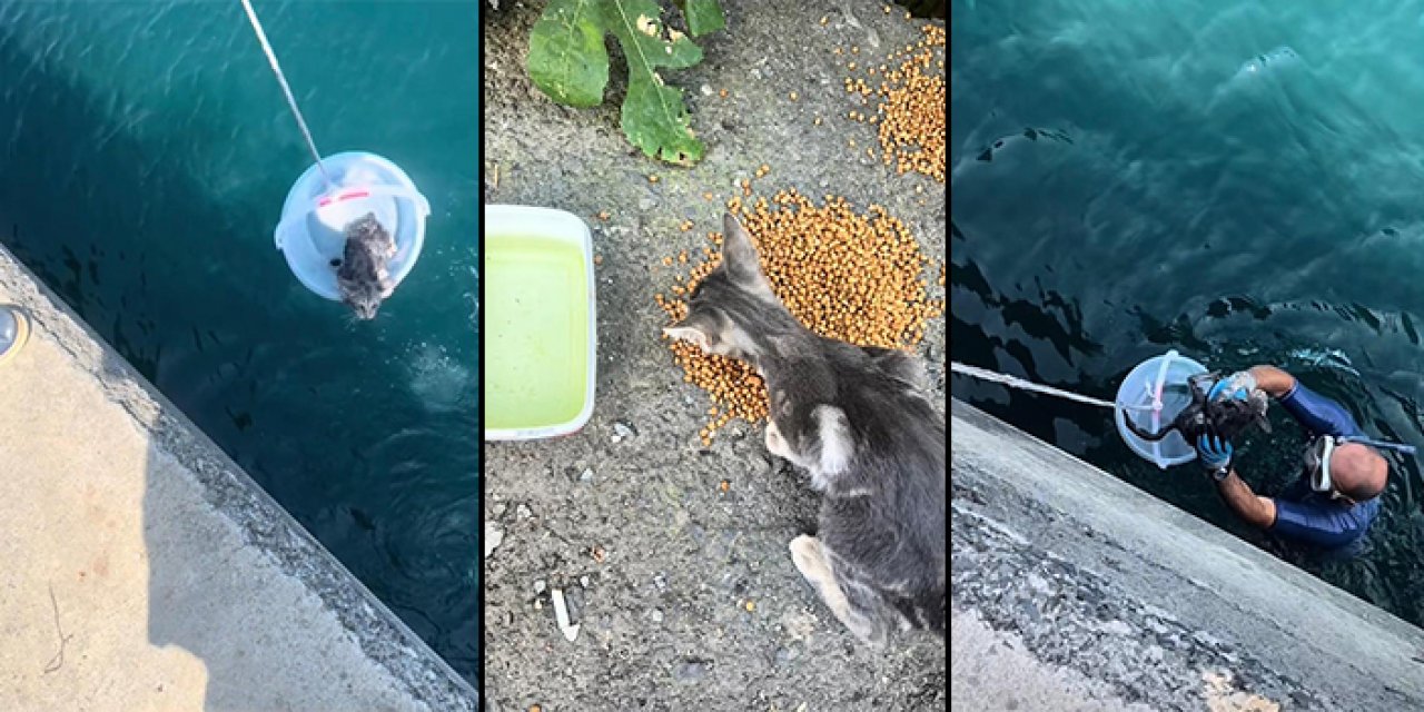 Denize düşen yavru kedi için seferber oldular
