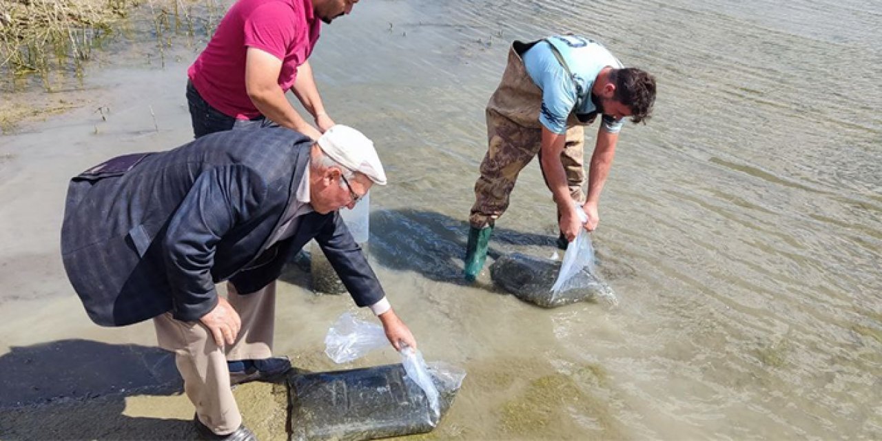 700 bin yavru sazan bırakıldı