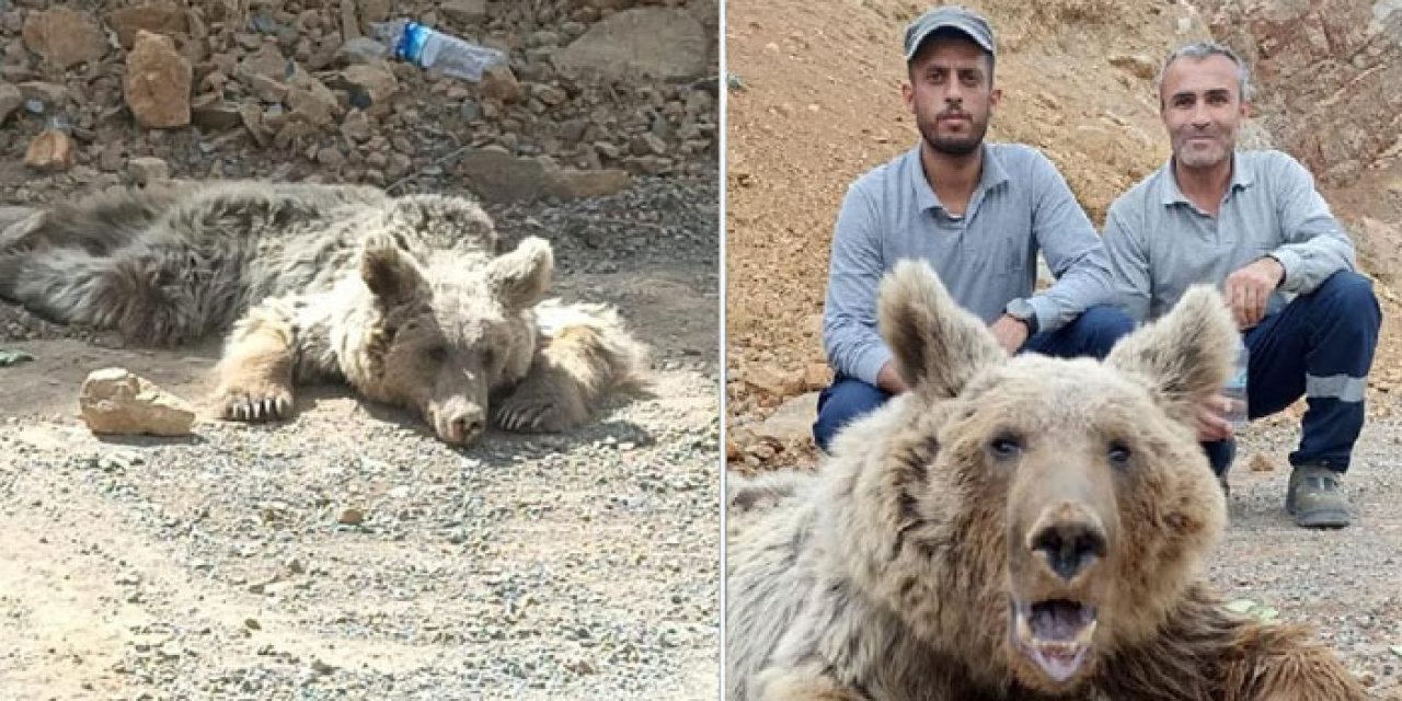Hakkari'de yaralanan ayı tedaviye alındı