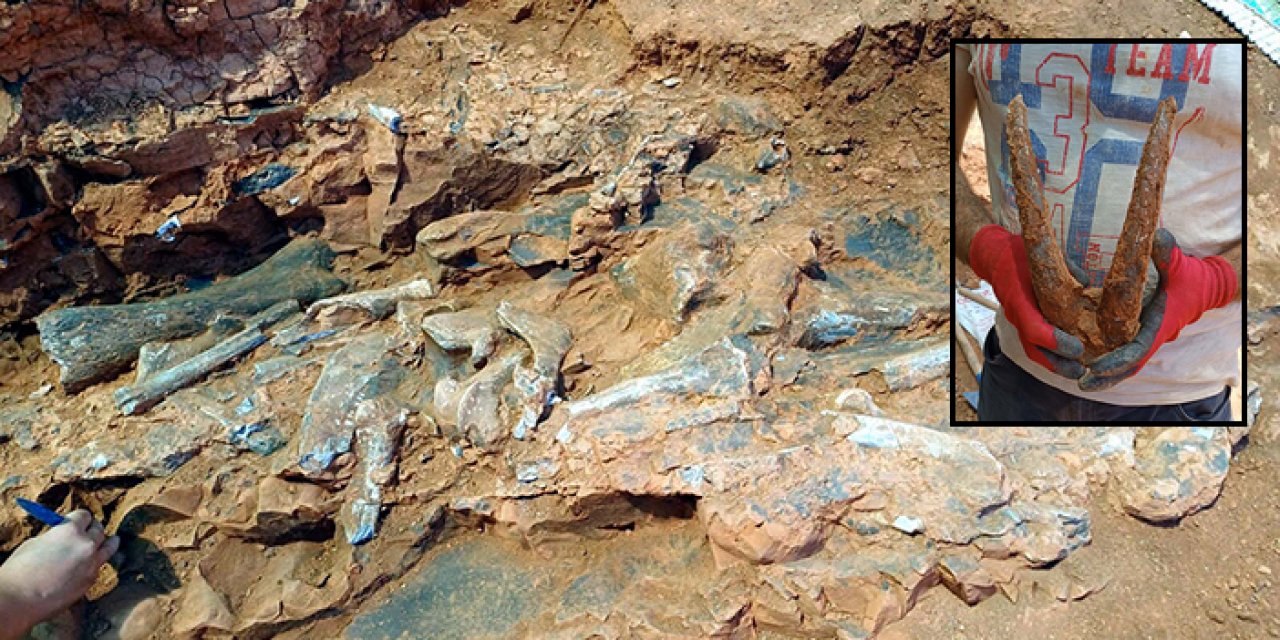 9 milyon yıllık fosiller gün yüzüne çıktı