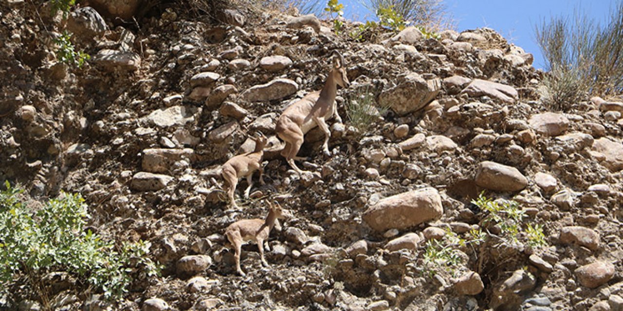 Terörden temizlendi: Yaban hayatı canlandı
