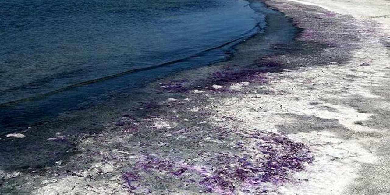 Burdur Gölü'nün sahili morarmaya başladı