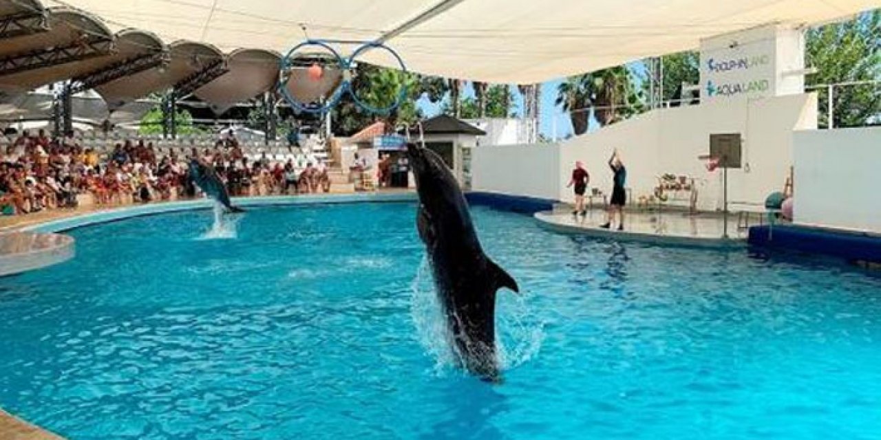 Gösteri merkezinde iki haftada yunus ve fok öldü