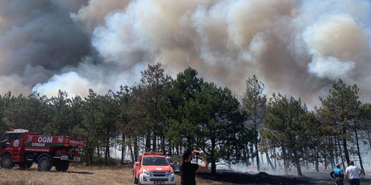 Tekirdağ'da orman alevlere teslim