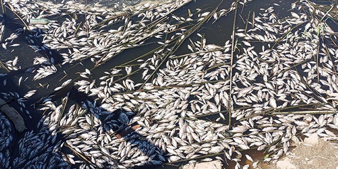 Endişe veren görüntüler: Toplu balık ölümleri gerçekleşti
