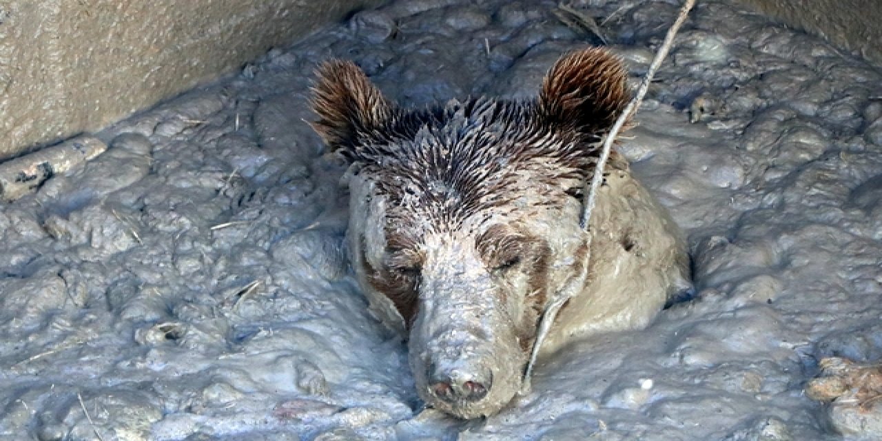 Su kuyusuna düştü! Bozayı kuyuda mahsur kaldı
