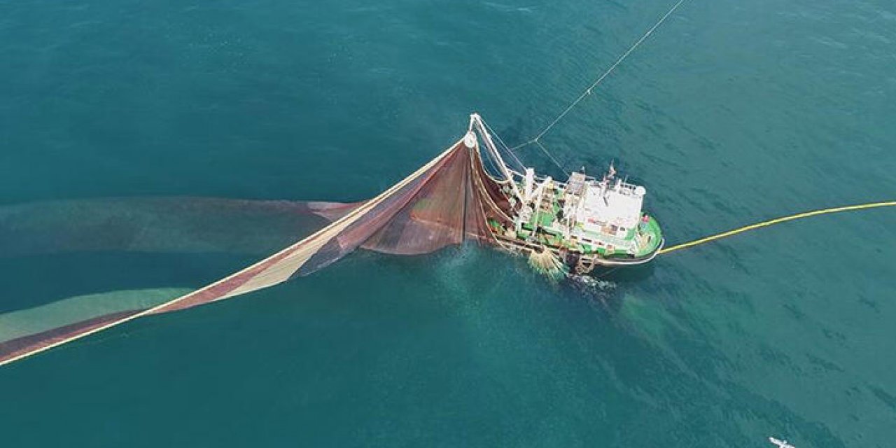 Prof. Dr. Dinçer: "Hamsi avcılığı tamamen durdurulmalı"