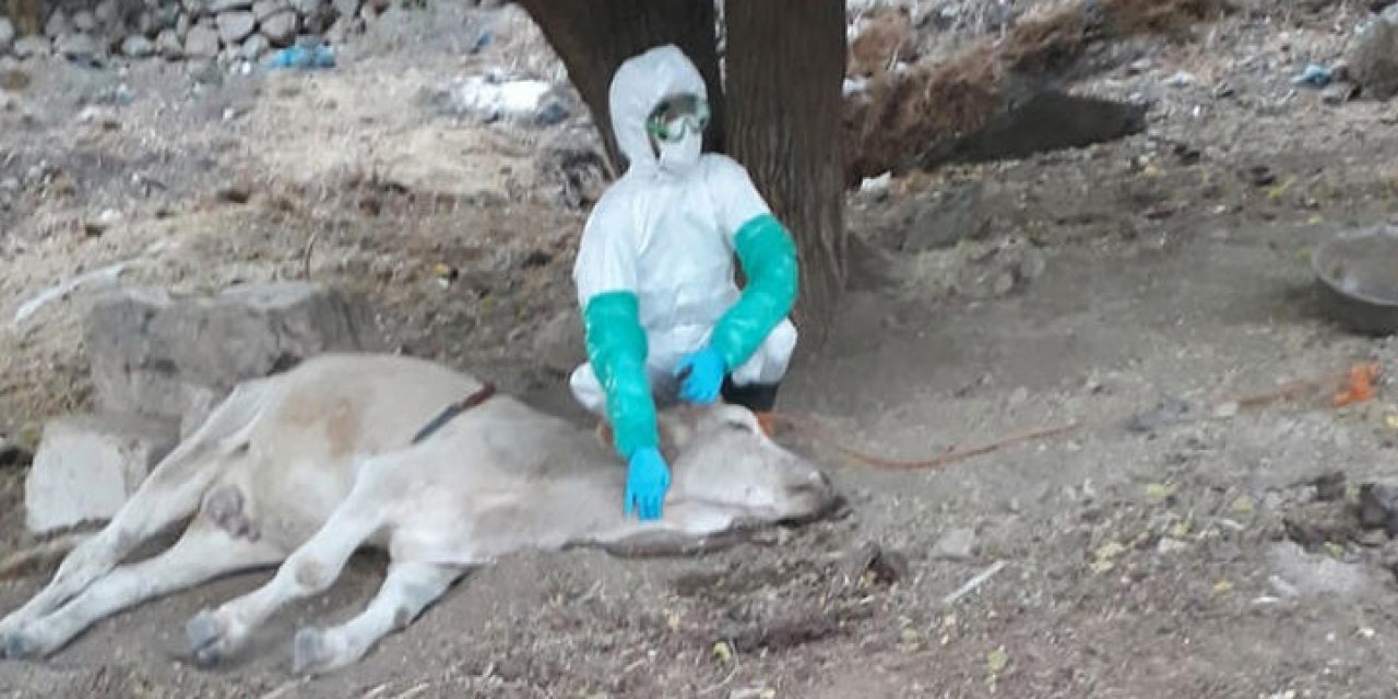 Diyarbakır'da kuduz vakası: Karantinaya alındı!