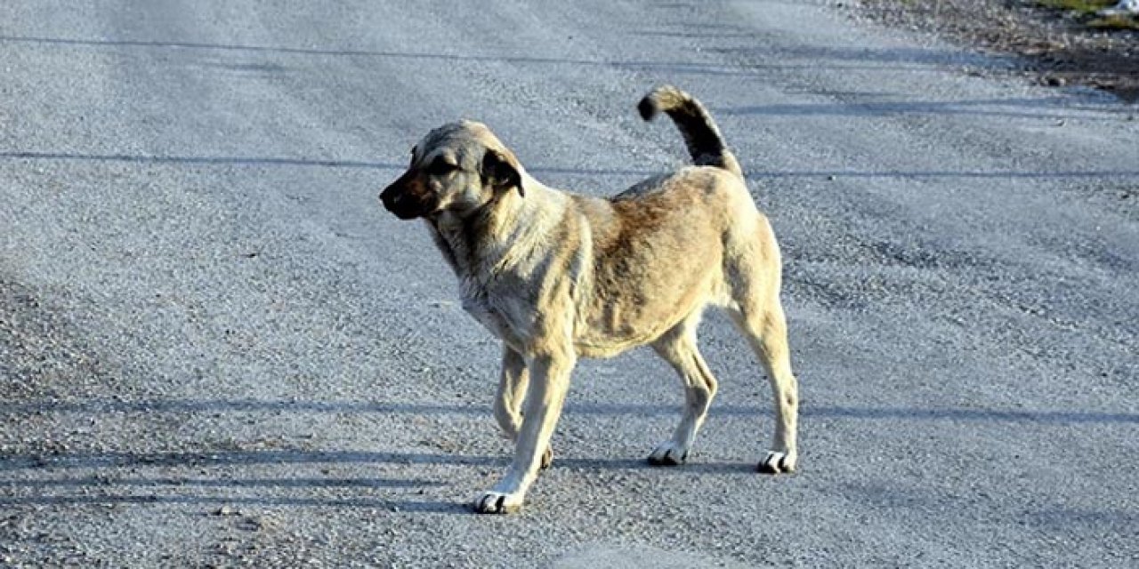 Başıboş köpek sorununa Avrupa örneği